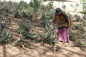 Aloe farming